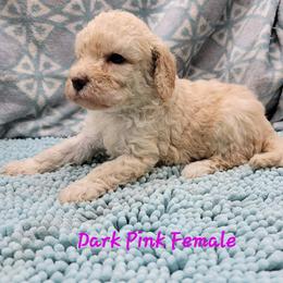 Poodle Puppies from Heather Niemotka