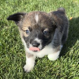 Charlie - Black and tan male Pembroke Welsh Corgi puppy in Keizer, Oregon from Grit Phillips