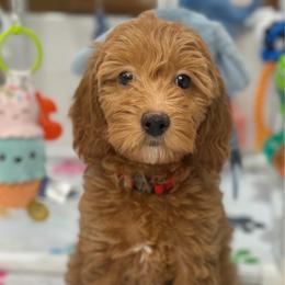 Zara - Apricot female Goldendoodle puppy in Yuciapa, California from AlltheDoodlez_