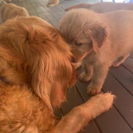 Golden Retriever Puppies from Washington Lakeside Goldens