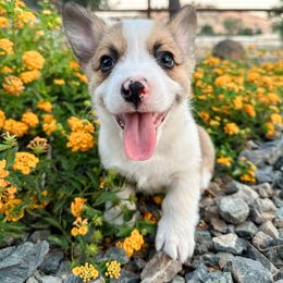 Boy 4 - Pembroke Welsh Corgi puppy in Springville, California from Campbell Creek Corgis