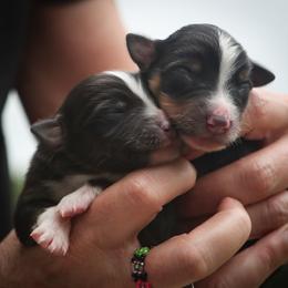 Bugs - Black tri male Miniature American Shepherd puppy in Valparaiso, Indiana from Wigglebutt