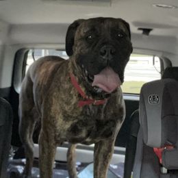 Jewel - Bullmastiff