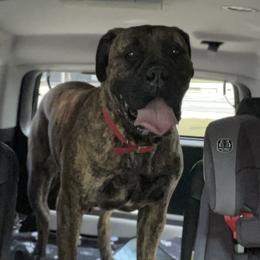 Jewel - Bullmastiff