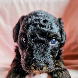 Georgia - Black and white female Assorted Doodle Crosses puppy in Rainier, Oregon from Seven Petals Farm