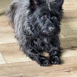 Cairn Terrier puppies from West Coast Cairn Terriers