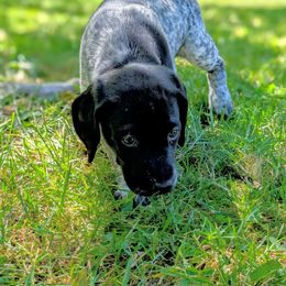 Missy - Black and white female German Shorthaired Pointer puppy in Graham, Washington from Dali and Company