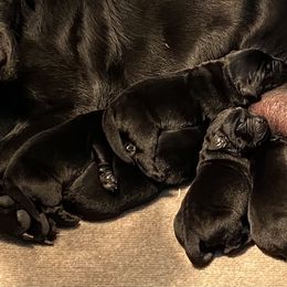 Labrador Retriever Puppies from Viklan Labradors