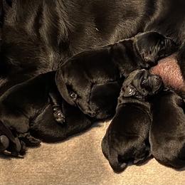 Labrador Retriever Puppies from Viklan Labradors