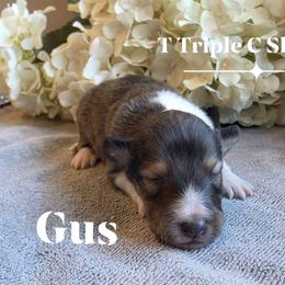 Gus - Sable and white male Shetland Sheepdog puppy in Gladbrook, Iowa from T Triple C Shelties