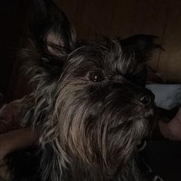 Willow - Yorkshire Terrier