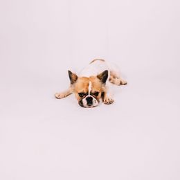 Willy - French Bulldog