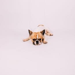 Willy - French Bulldog