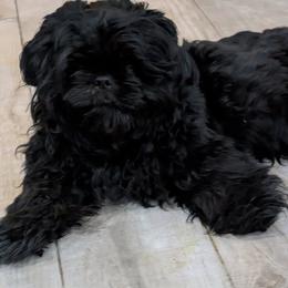 Moe - Shih Tzu