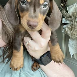 Dachshund Puppies from EB's Cajun Lil' Doxies