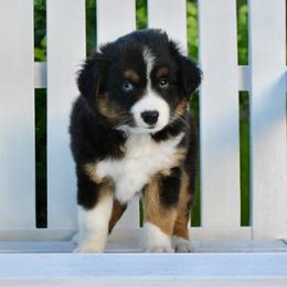JET - Black tri male Miniature American Shepherd puppy in Bixby, Oklahoma from Roeboat Aussies