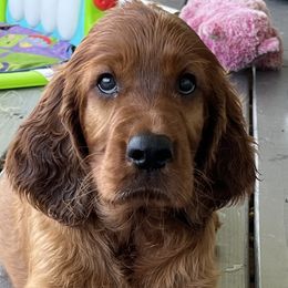 Girl 1 - Mahogany female Irish Setter puppy in Louisville, Kentucky from Pinray Irish Setters