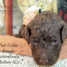 Pink collar - Chocolate female Goldendoodle puppy in Plattsburgh, New York from Adirondack Poodles Goldendoodles,Bernedoodles & Schnoodles