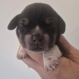 Loretta - Black tan and white female Beagle puppy in Salina, Kansas from Peace Love frenchies