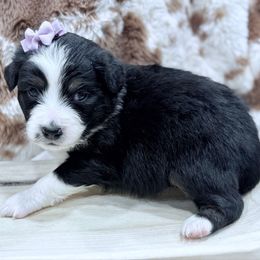 Dark purple - Black tri female Miniature Australian Shepherd puppy in 32046, Florida from River Hill Ranch
