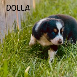 Dolla - Black tri-color female Australian Shepherd puppy in Vernal, Utah from Dancing M Kennels