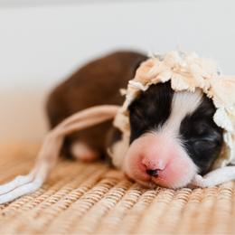 Risk - Red female Pembroke Welsh Corgi puppy in Mona, Utah from Sorensen Corgis