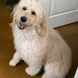 Goldendoodles from Willows Doodles