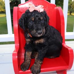 Bernedoodle and Goldendoodle Puppies from Angie's Goldendoodles/Angies doodles LLC