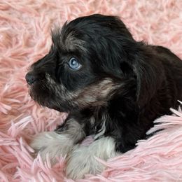 Dodger - Black and silver female Miniature Schnauzer puppy in La Mirada, California from SchnauzersRus