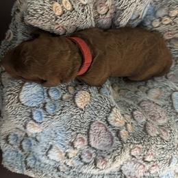 Red collar girl - Apricot female Poodle puppy in Riverside, California from Riverside red poodles