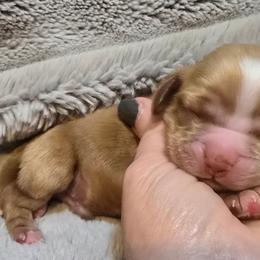 Raider - Red male Cocker Spaniel puppy in Florence, South Carolina from Reddick's American Cocker Spaniels