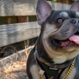 French Bulldogs from Claire Fowler's French Bulldogs