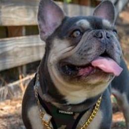 French Bulldogs from Claire Fowler's French Bulldogs