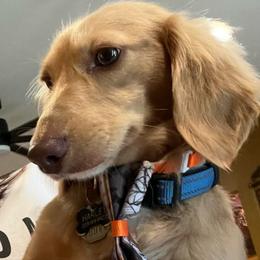 Harley - Dachshund