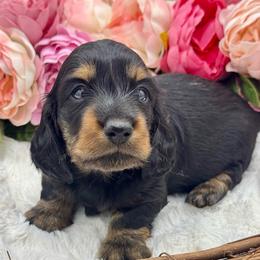Flyer - Black and tan male Dachshund puppy in Exeter, California from Sawtooth Miniature Dachshunds