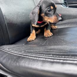 Dachshund Puppies from Dachshund house