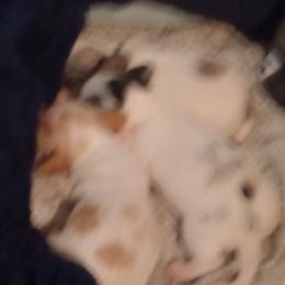 Dachshund puppies from Write Breed Doxies