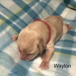 Waylon - Yellow male Labrador Retriever puppy in Moses Lake, Washington from Kreger Lake Kennels
