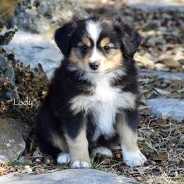 Lady - Black tri female Miniature Australian Shepherd puppy in Evant, Texas from Lazy VT Bar Ranch