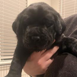 Mr green - Black male Labrador Retriever puppy in Menifee, California from The Golden Leash Kennels