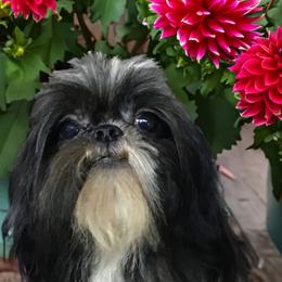 Dahlia - Shih Tzu
