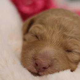 Siena - Apricot female Goldendoodle puppy in Forney, Texas from Diamond Doodle Pups and Poodles