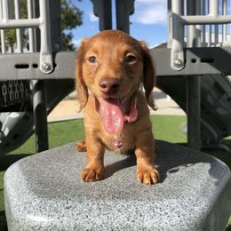 Dachshund Puppies from Mini Doxies R Us