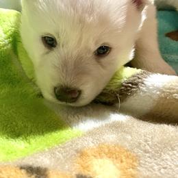 Gogo - White male Siberian Husky puppy in Diamond Lake, Washington from Husky Haven WA