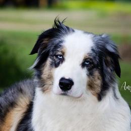 Australian Shepherds from Anglin's Australian Shepherds