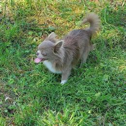 Henry - Chihuahua