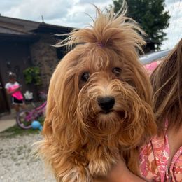 Meteo - Havanese