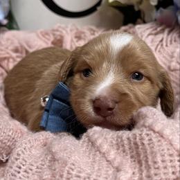 Valentine - Red male Dachshund puppy in Fayetteville, West Virginia from Loop Creek Dachshunds