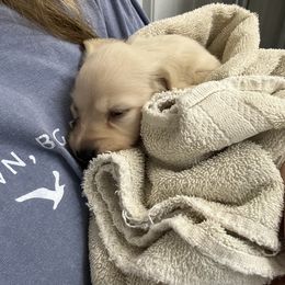 Dachshund Puppies from Barnes Family Kennel