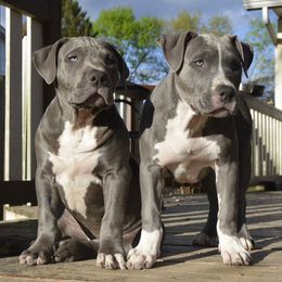 American Bully Puppies from Nitro’s Bullies